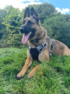 JIN BAO - GREATER LONDON JIN BAO - GREATER LONDON